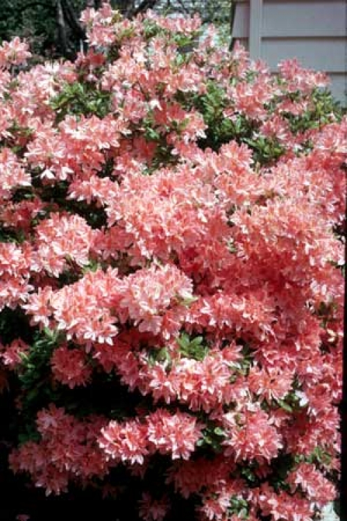 Рододендрон, розов (Rhododendron, pink) Рододендрон, розов (Rhododendron, pink)