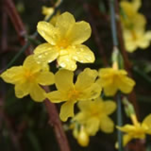 Зимен жасмин, малък (Jasminum) Зимен жасмин, малък (Jasminum)