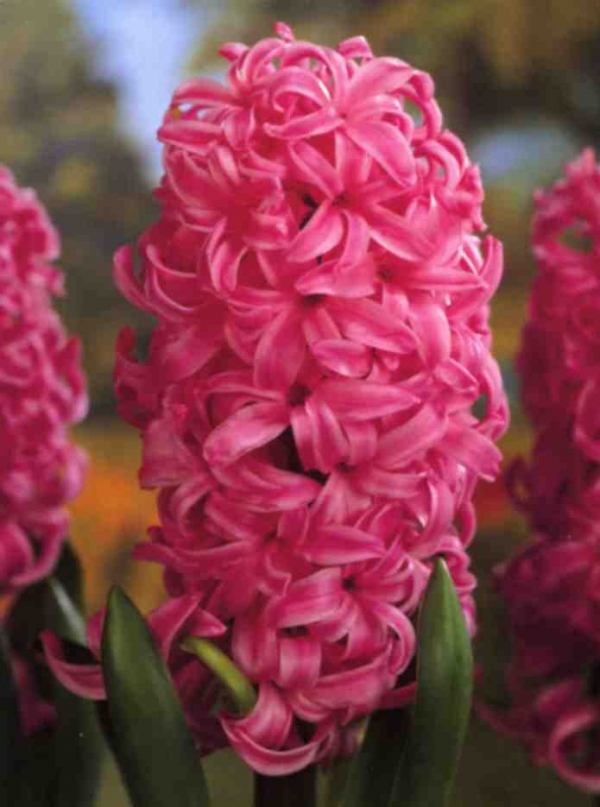 Зюмбюл розов (Hyacinthus Pink Pearl)